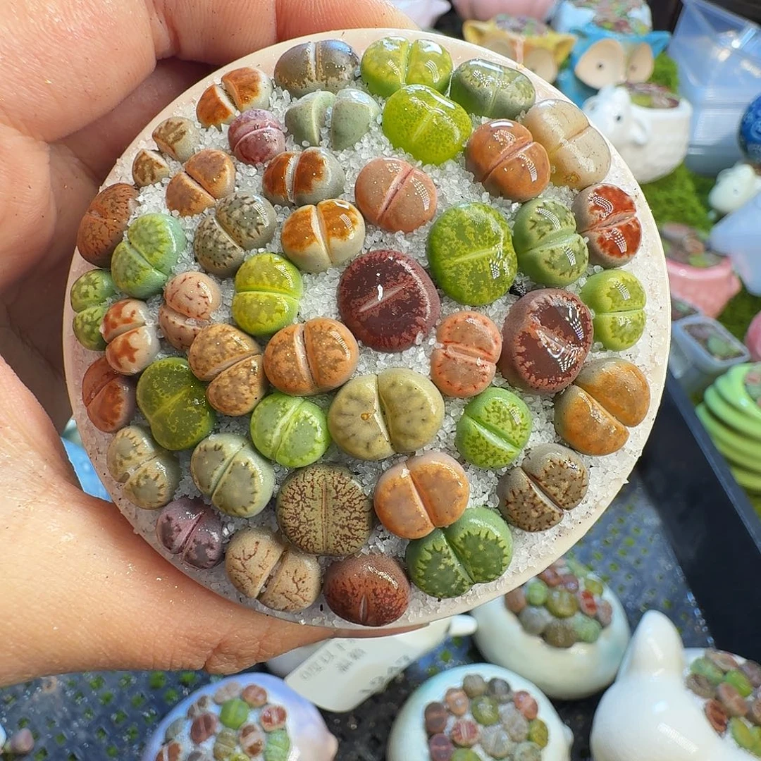 多肉植物和植物1251