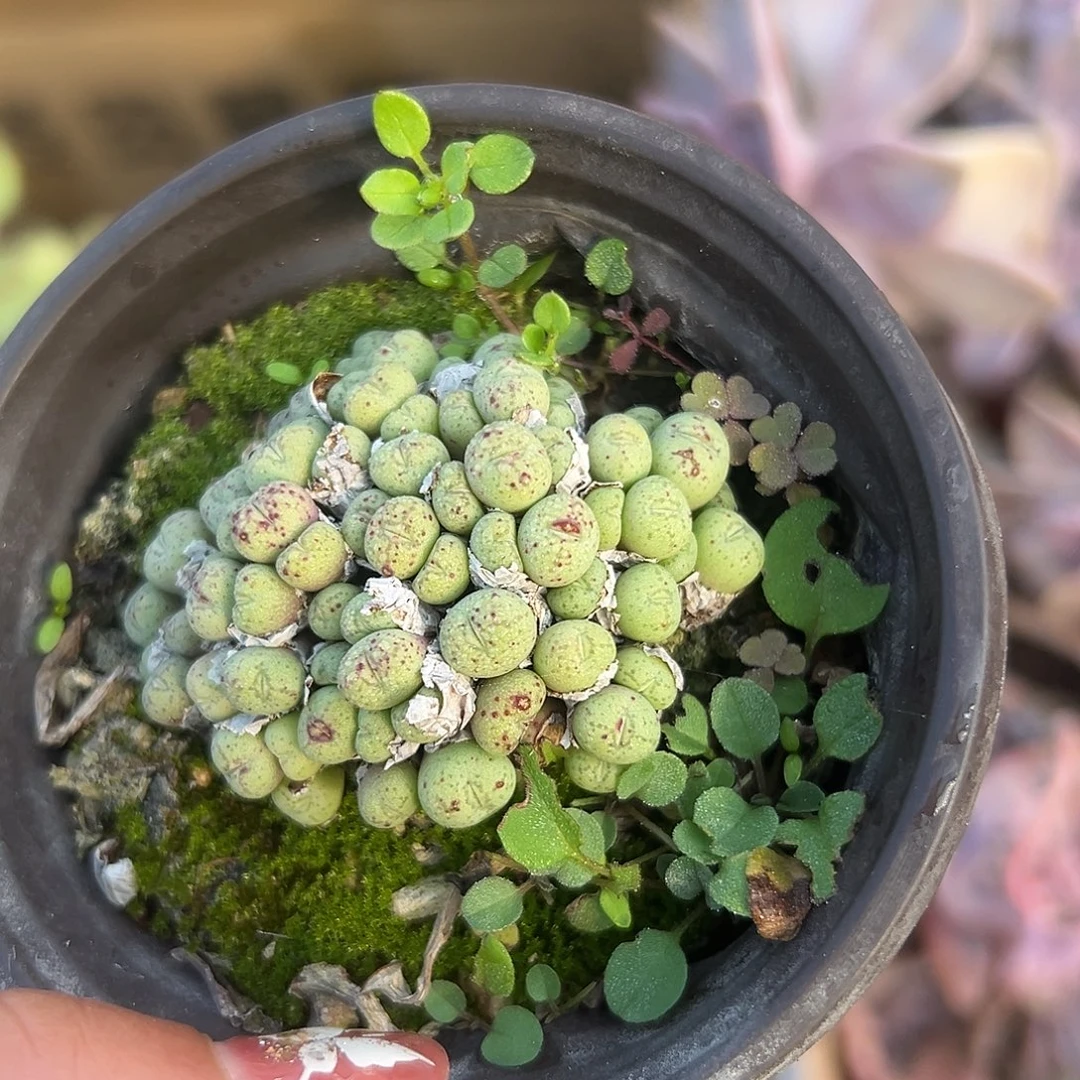 多肉植物多肉植物