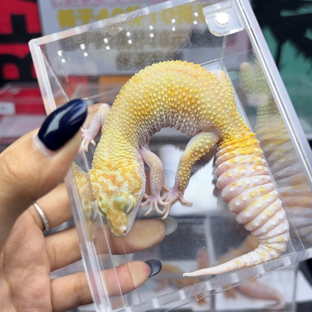 豹纹守宫无纹暴龙母P65