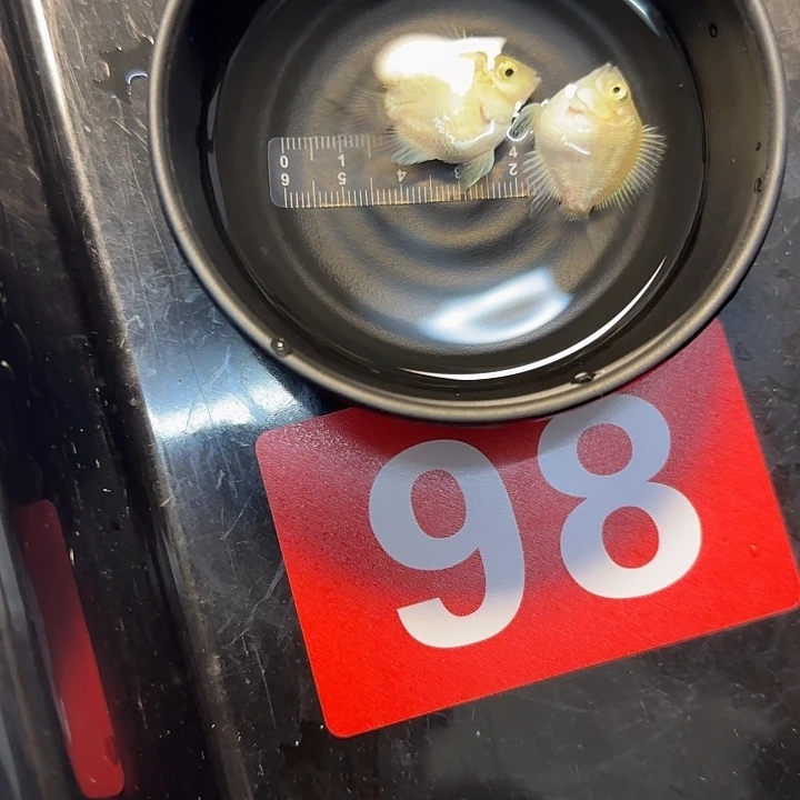 海水鱼98号白金一对
