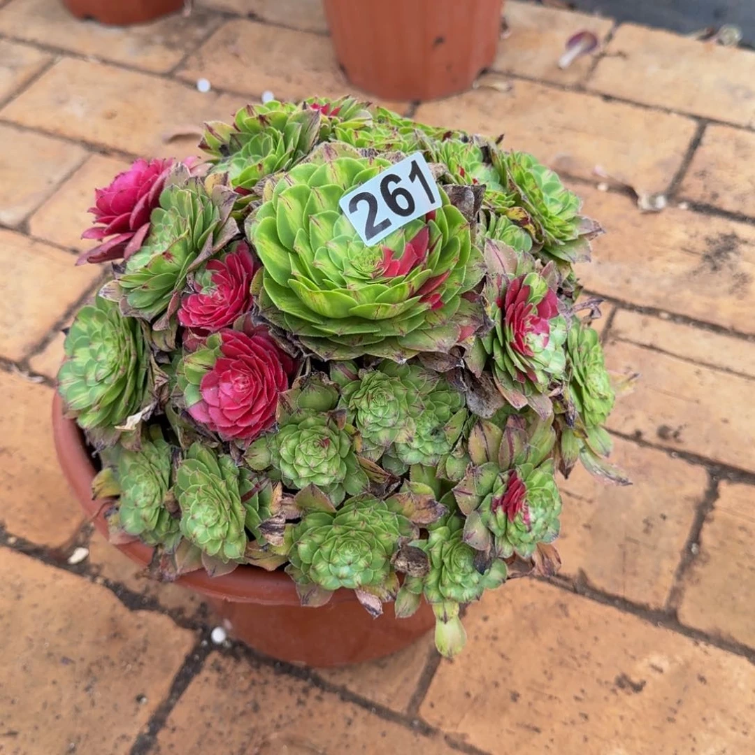 261多肉植物多肉植物