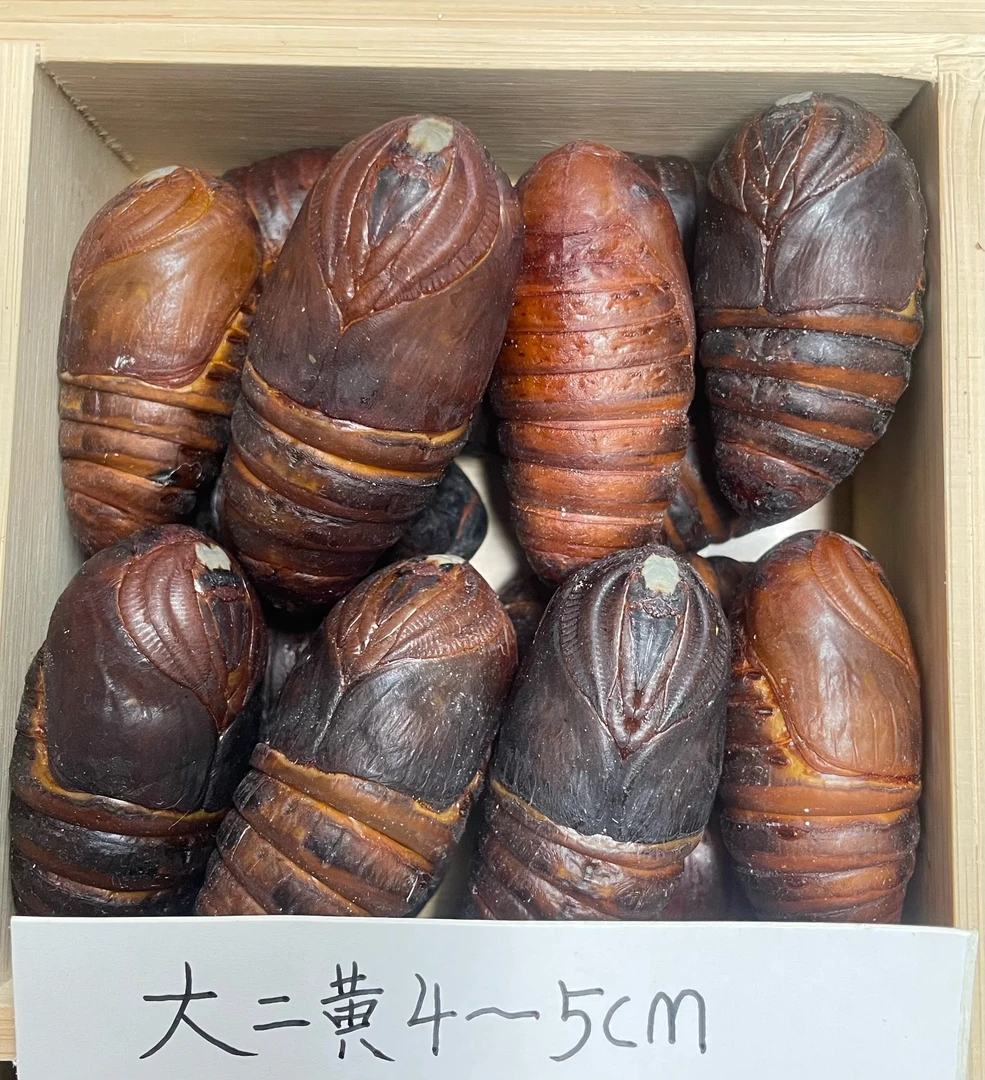 东北特产（大二黄）营养丰富顺丰包邮。一斤45个-47个左右东北大蚕蛹