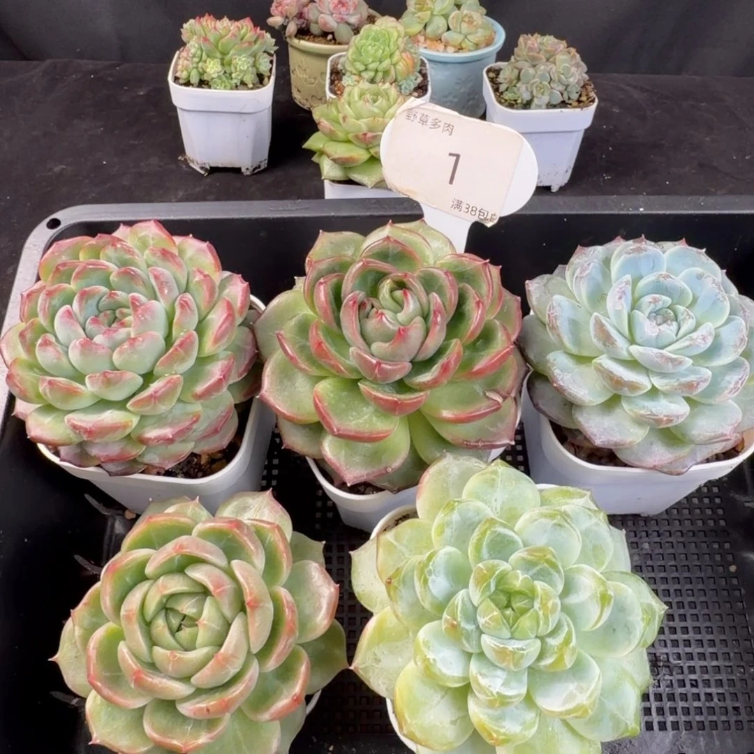 糖心珍妮五颗一组新手福利1号