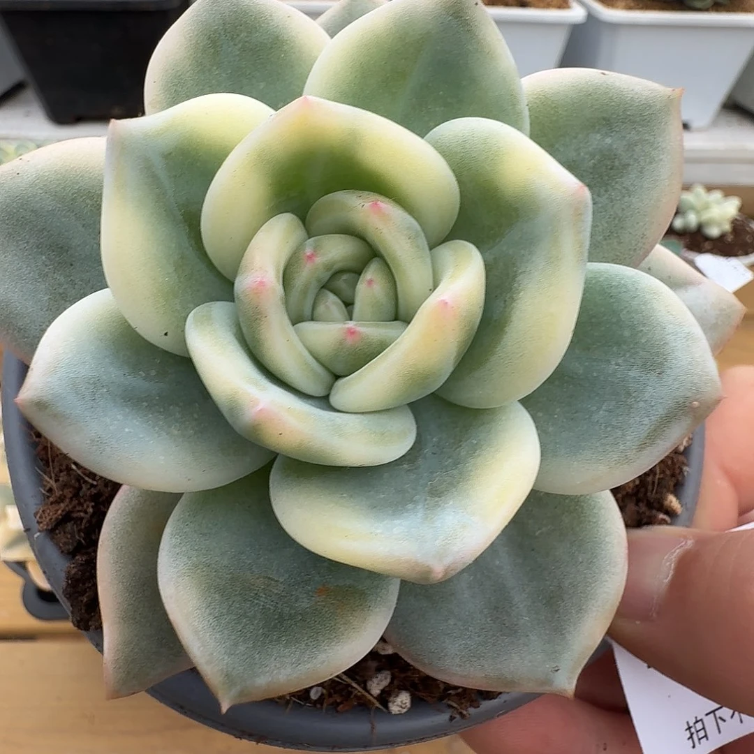 伊丽莎白锦111110-157
