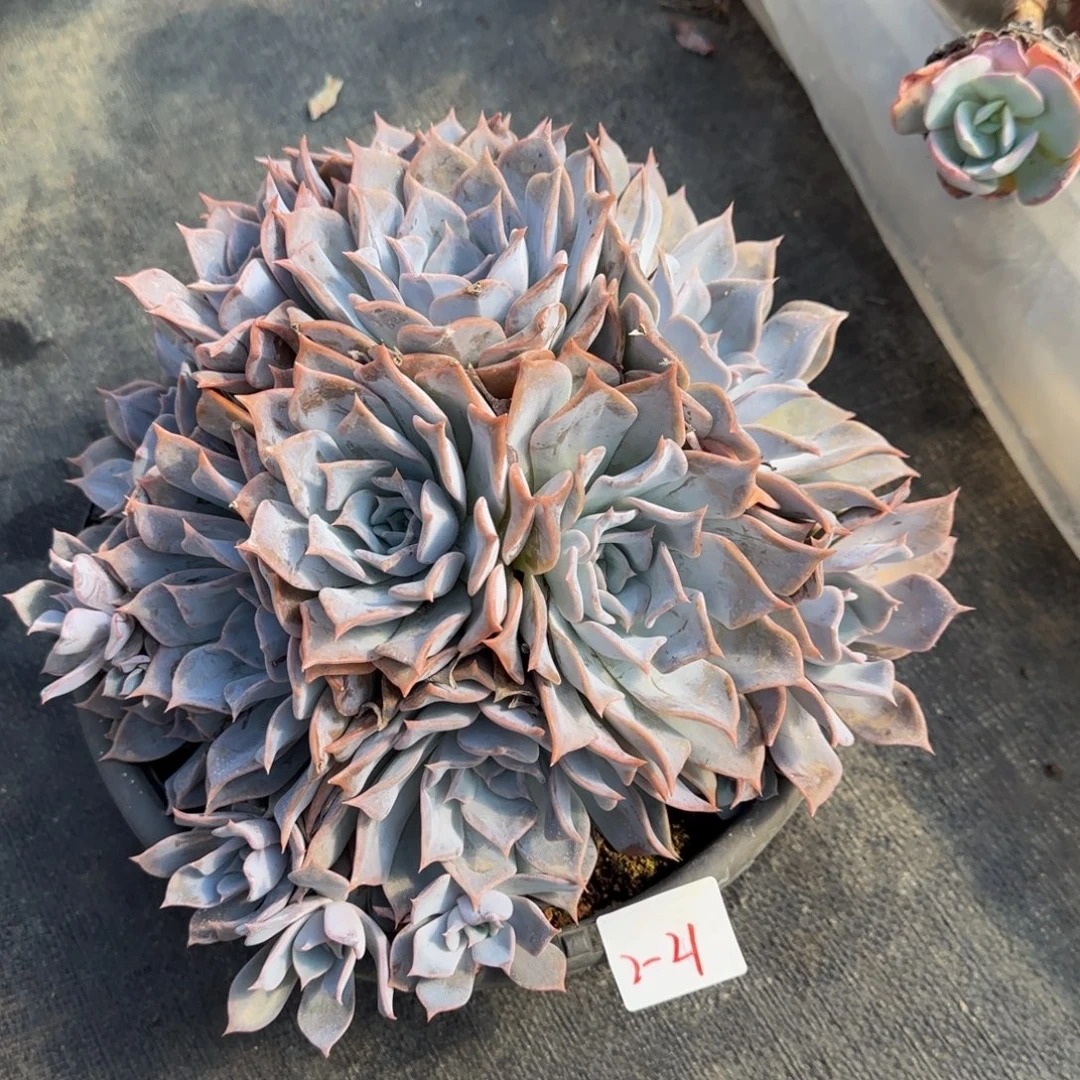 露西娜一物一拍 2-21