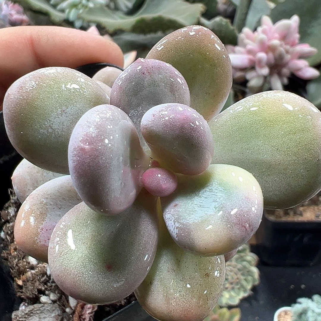 大叶奶酪锦 小方花圃一物一拍