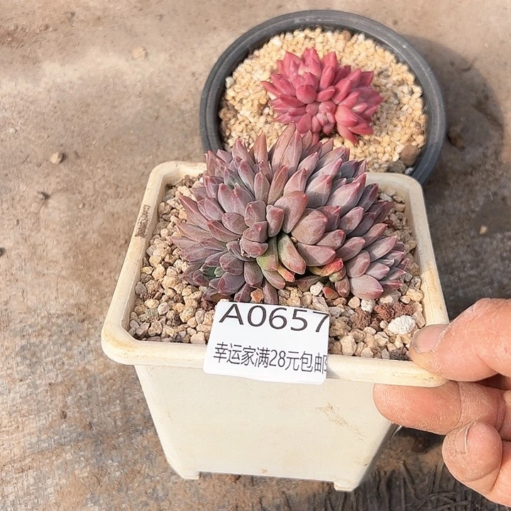 挺*✨幸运的是我的朋友们都