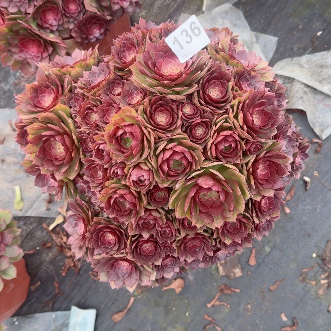 咦****咦136多肉植物桃花石