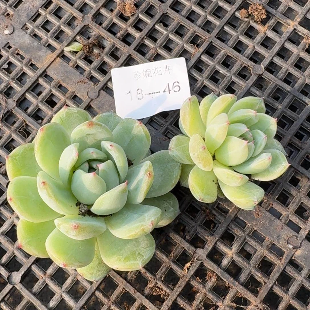 两颗雪花珍妮量拍18-46