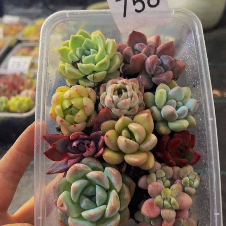 758拼盘，带盆带土发货