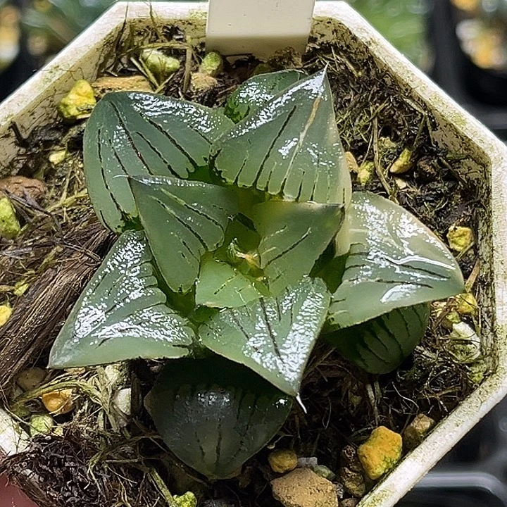 58大窗丸叶红纹寿锦