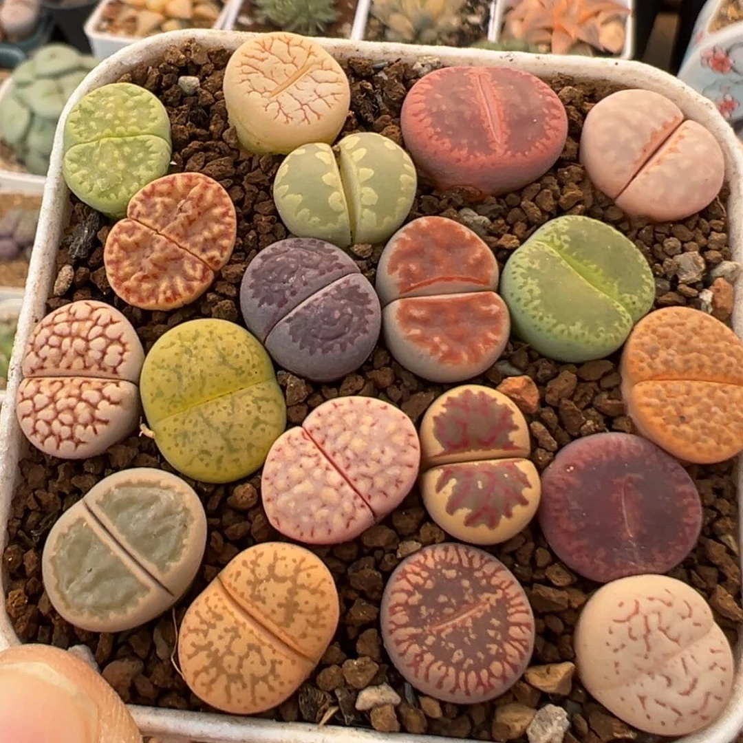 95多肉植物百科植物