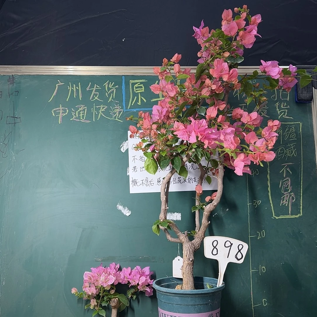 完全开放高90CM 橙粉公主 原生小树头 898