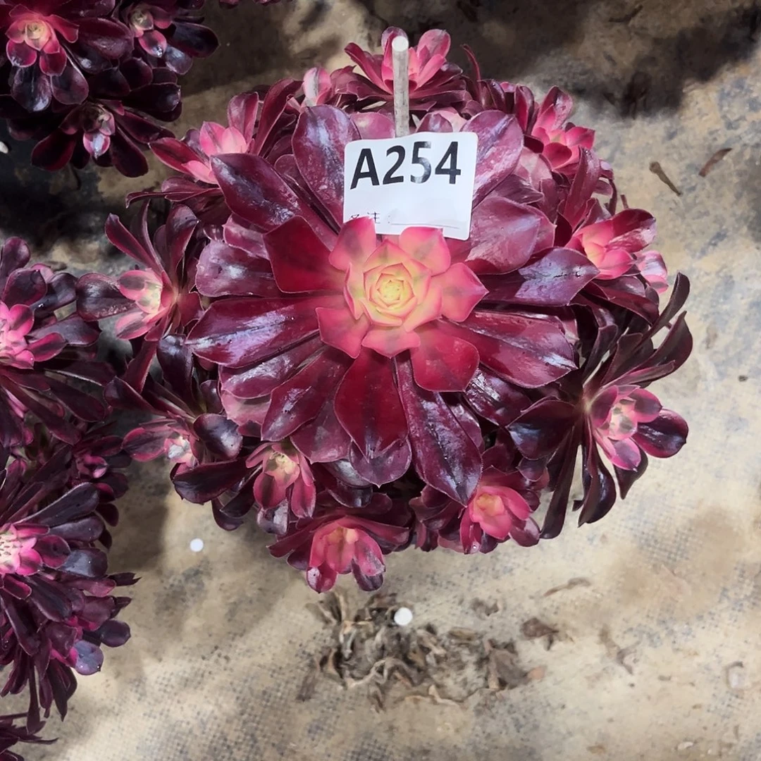 多肉植物美杜莎254多肉