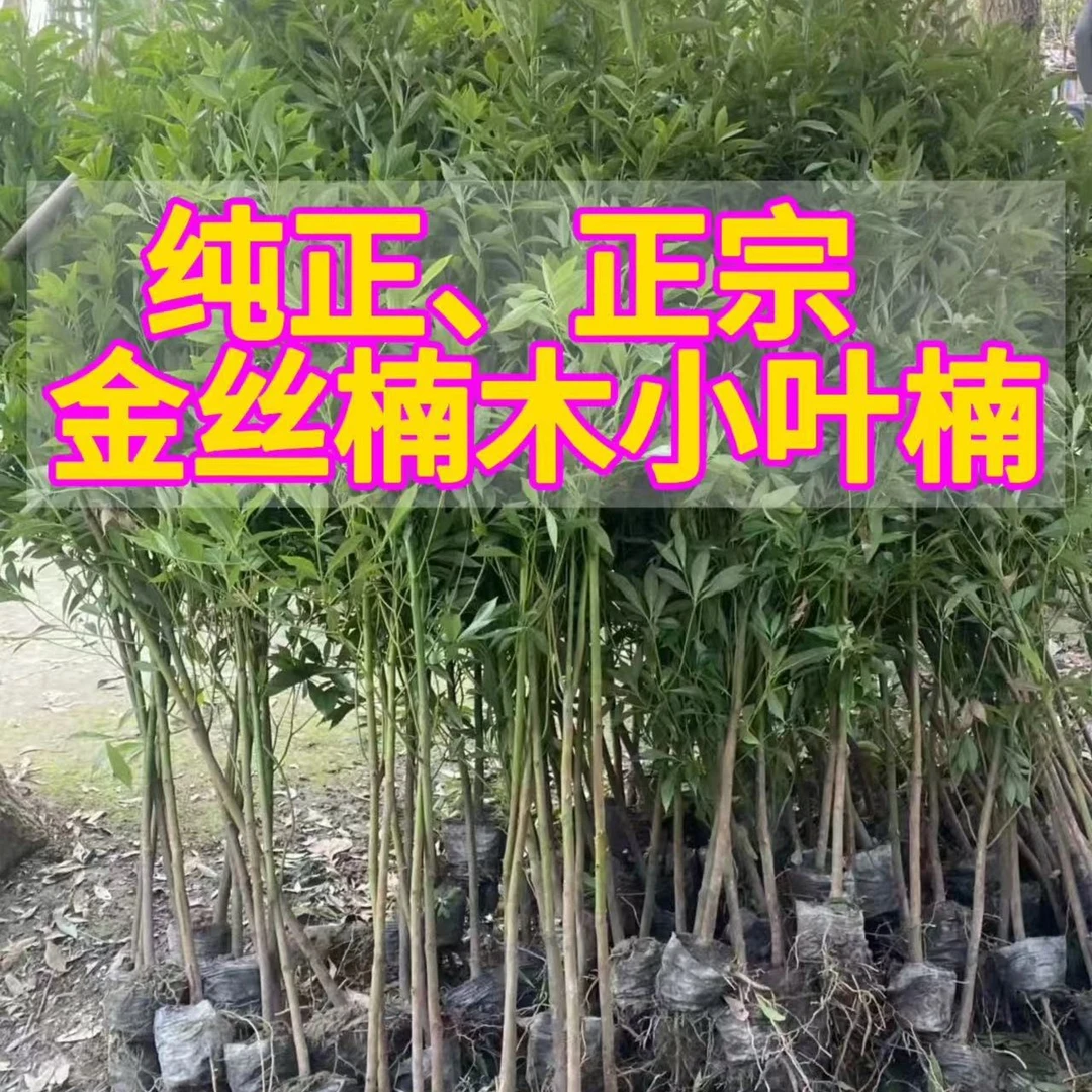 老桩金丝楠木树苗品种小叶桢楠高端别墅庭院植物四川原产地绿化树