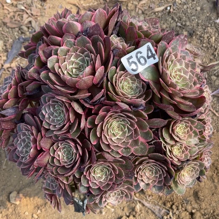 564多肉粉花妖植物