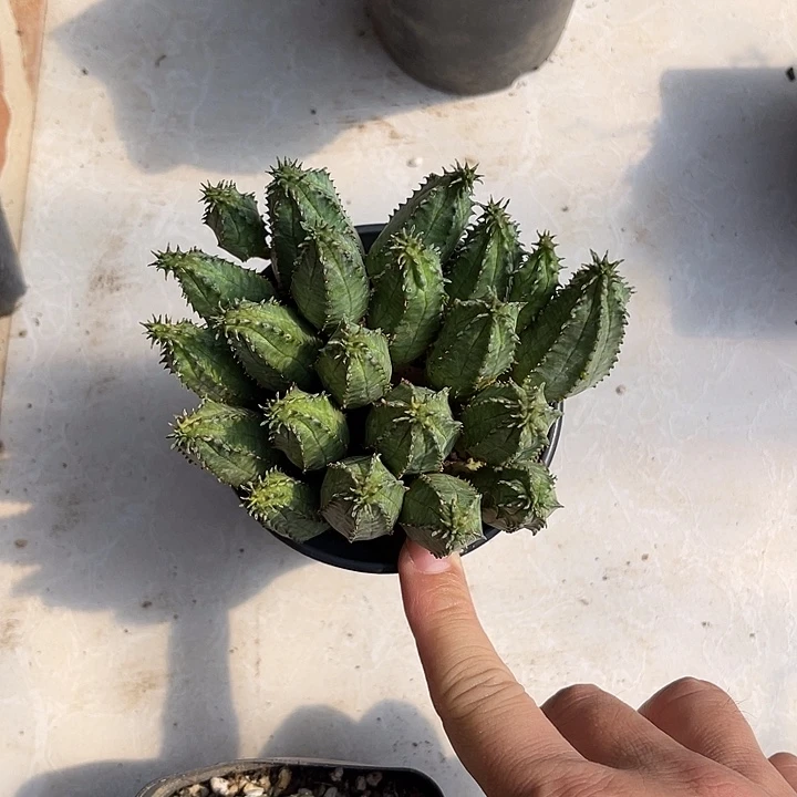 无花朵子吹布纹球大群