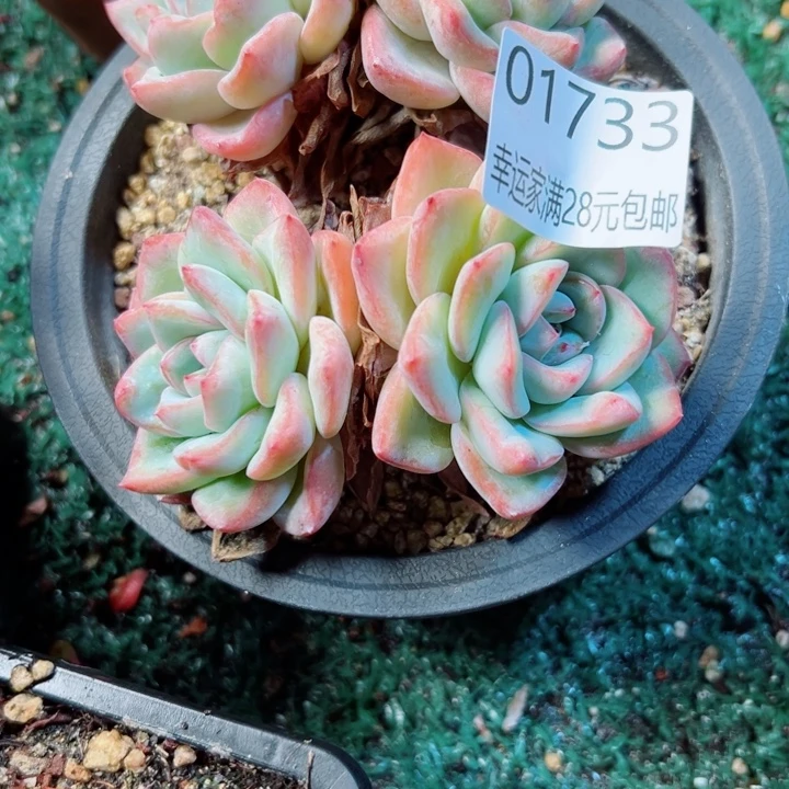 幸运的是我还没遇到你