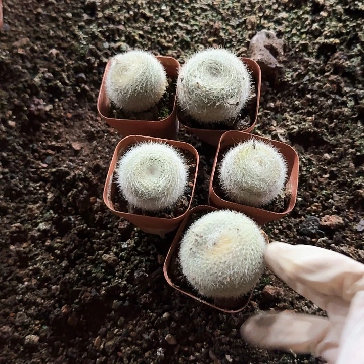 白雪光五颗6.611111111