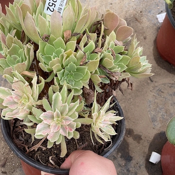 252光辉多肉植物法师