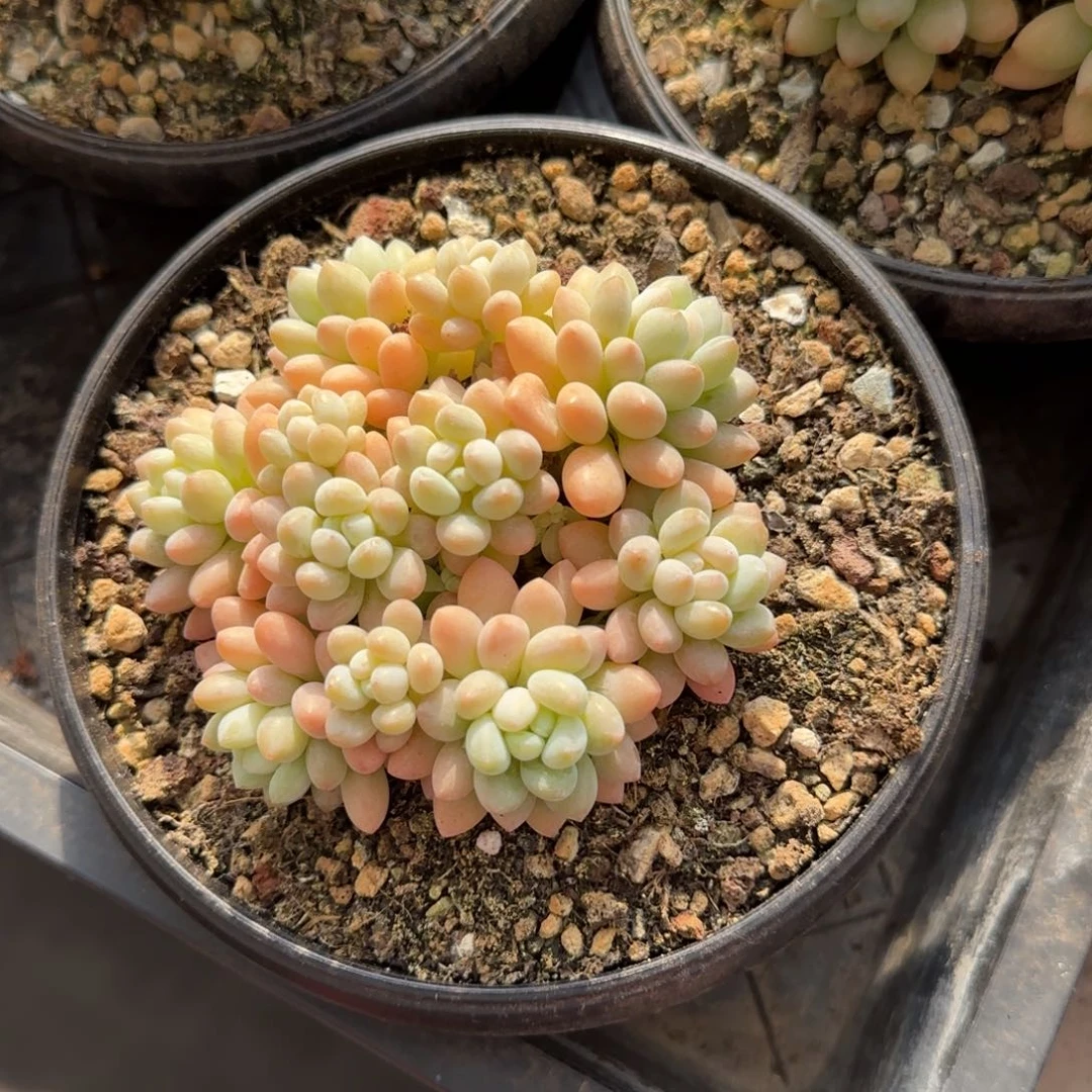 多肉植物 一物一拍