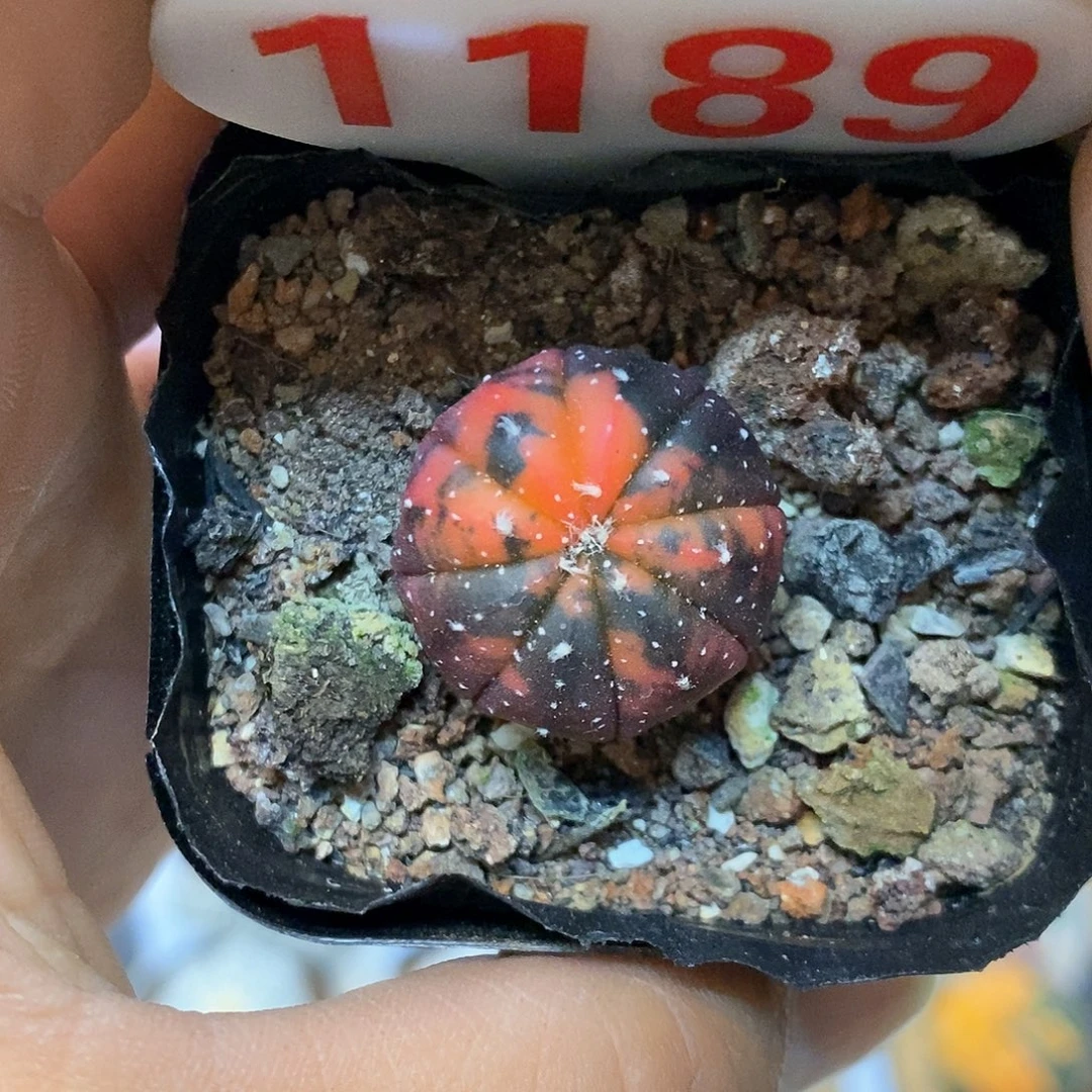 1189兜锦福利特价咯