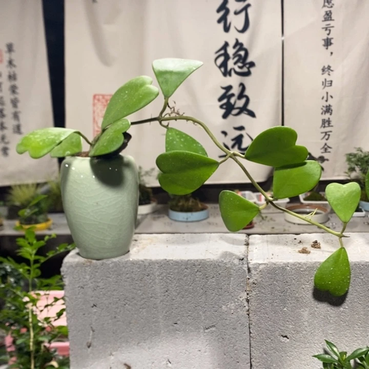 马***心无花朵退款拉黑拉黑151