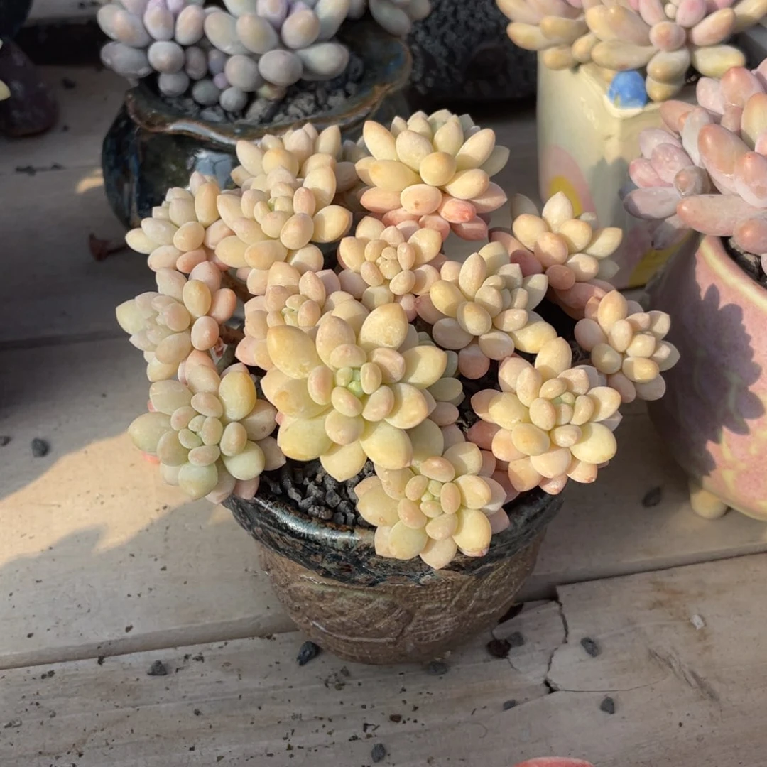 多肉植物多肉植物