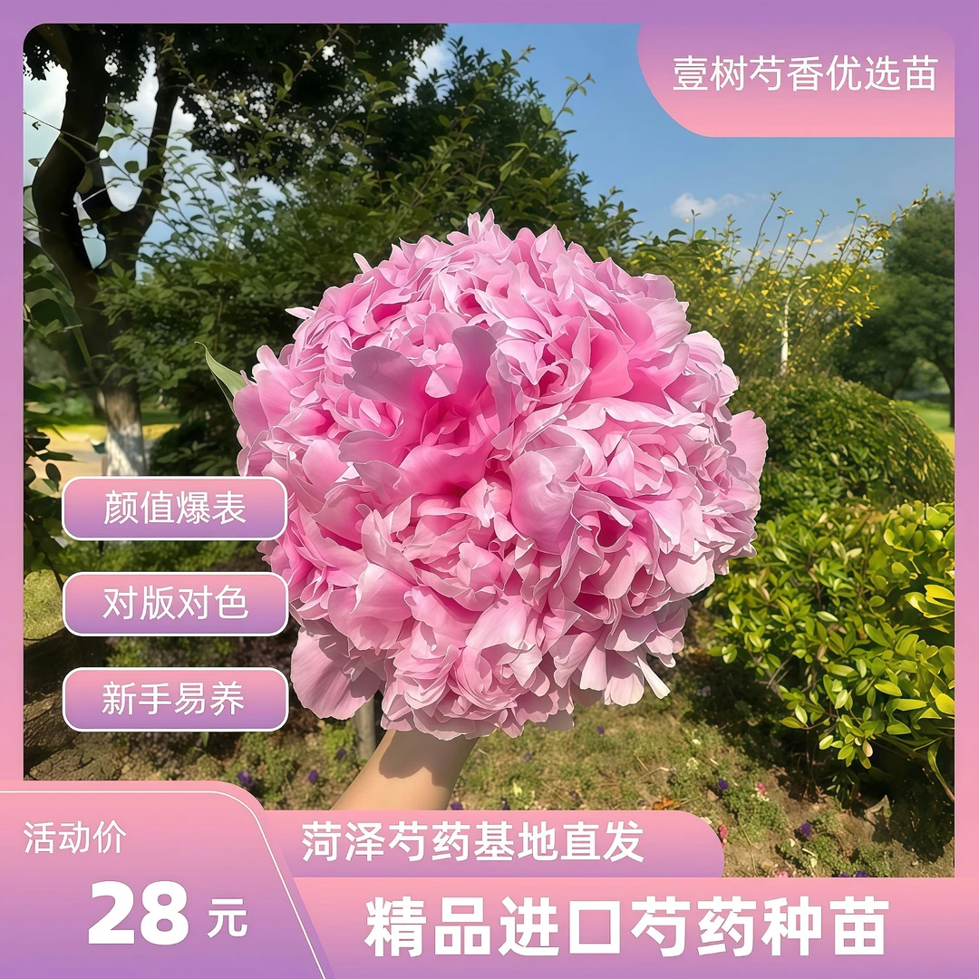 进口重瓣芍药花带芽种苗保对版对色菏泽基地直发新手易养耐寒耐旱