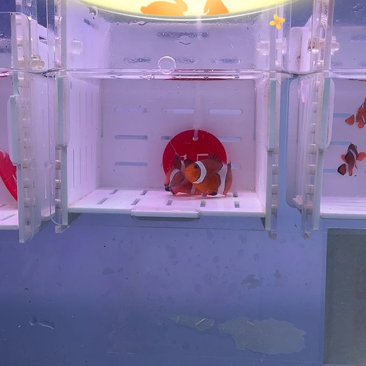 海水鱼精品公子小丑鱼