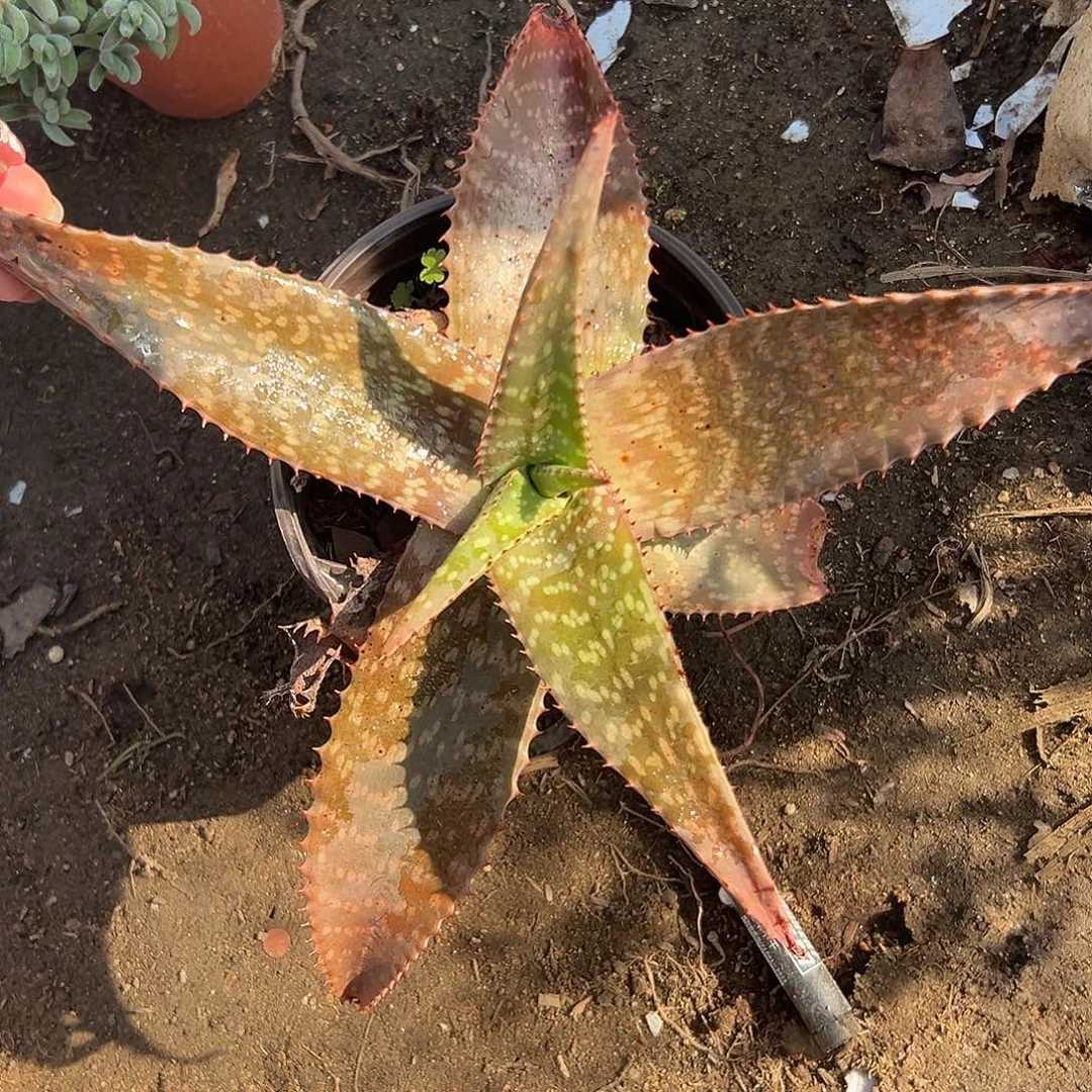 多肉植物芦荟单头