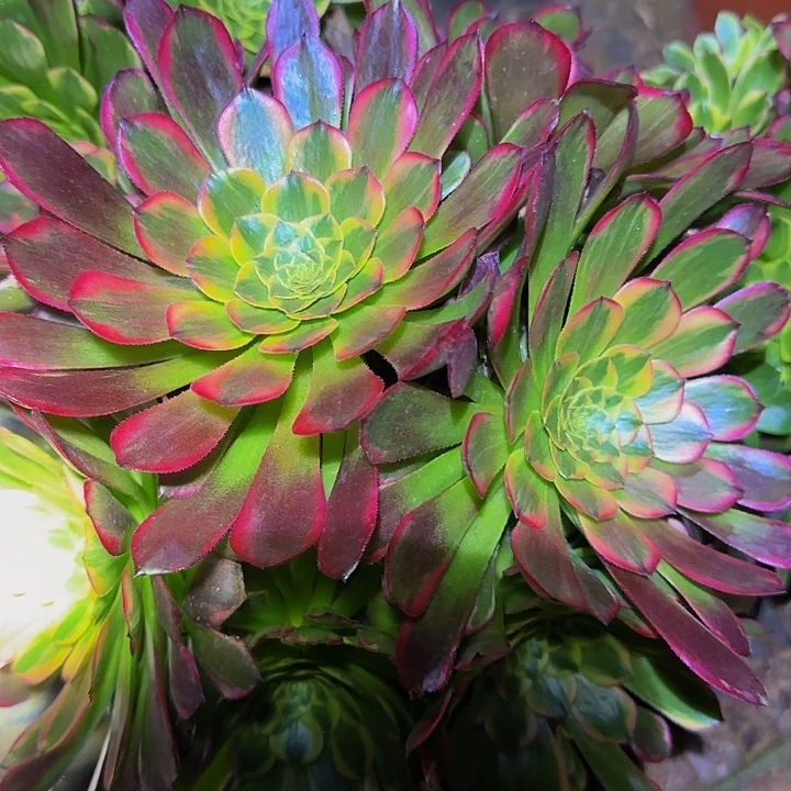 精品朝霞锦捧花开播福利