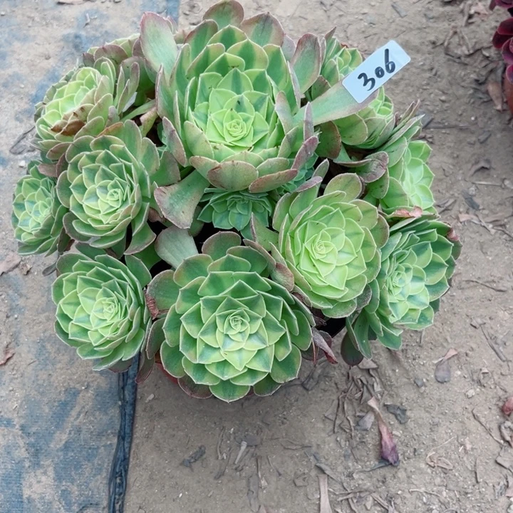 306雨荷法师多肉植物