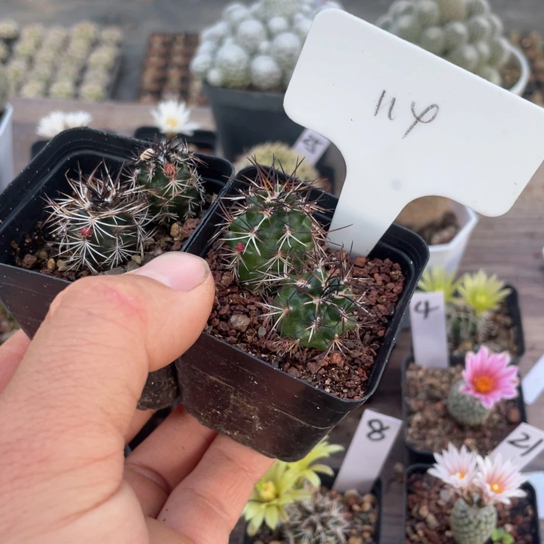 114往事多肉园仙人球