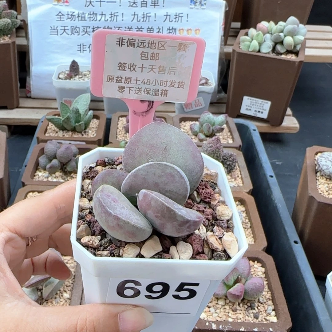 695德系紫蛋多肉植物