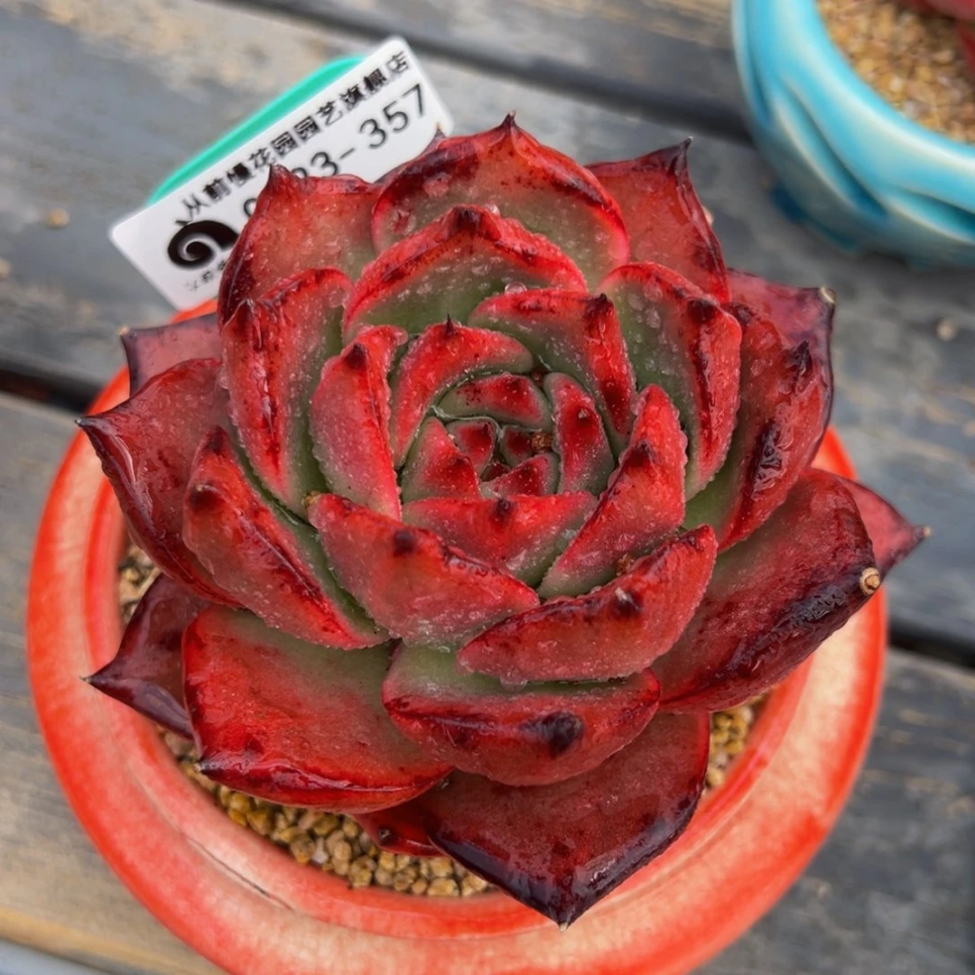 从前慢多肉精选编号0223.357