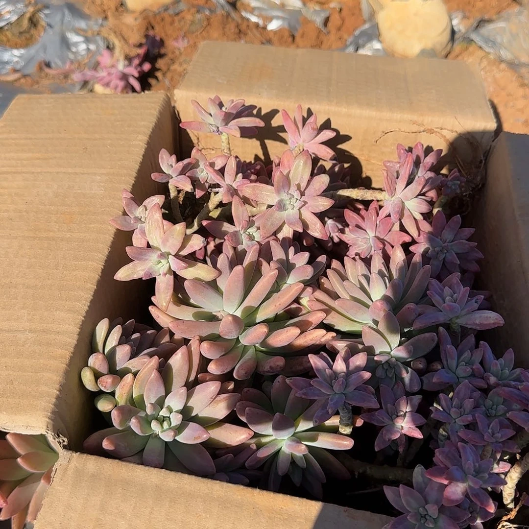 箱拍秋丽多肉轻微断肢不售后看好在拍