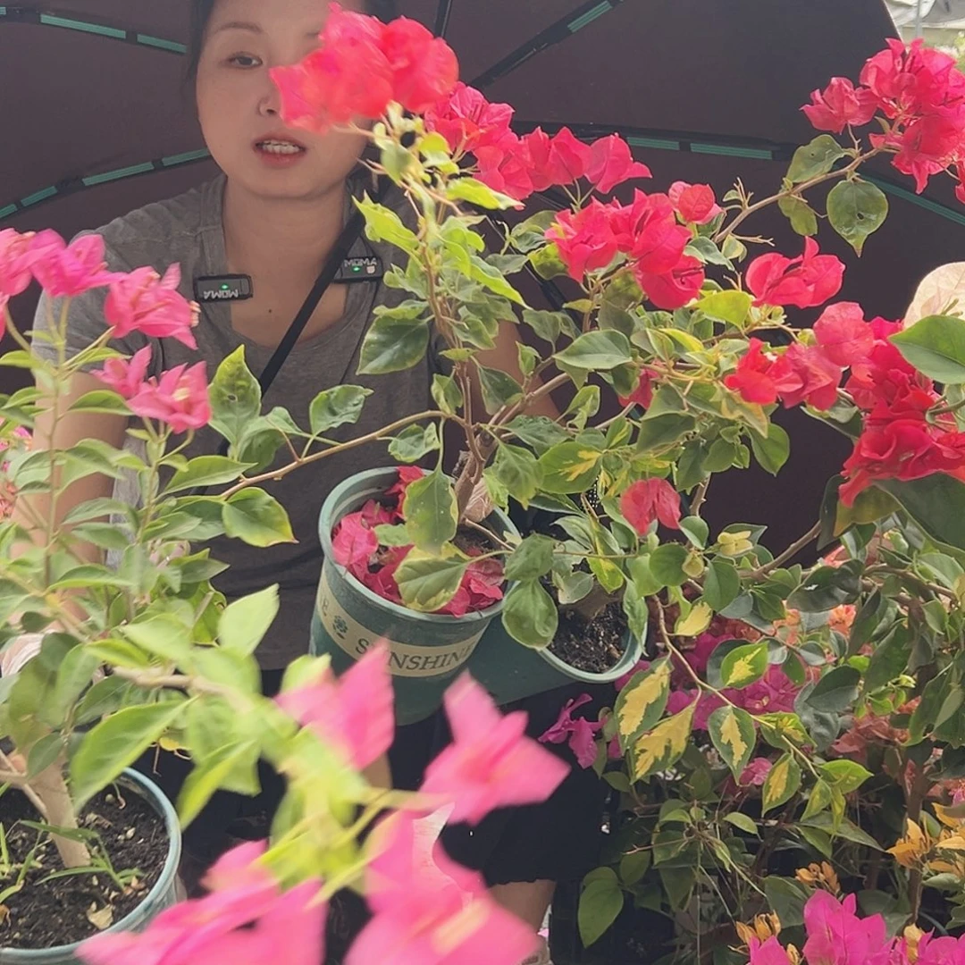 大部分花苞少量开放香港丽人，奶油，婆罗洲螺旋组合