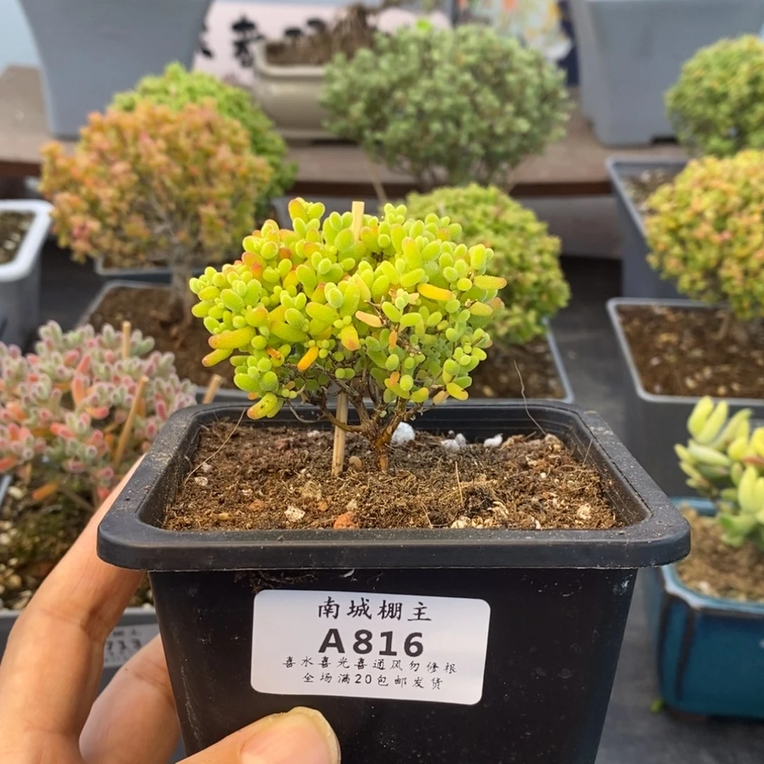 816蜜橘糖球枝干