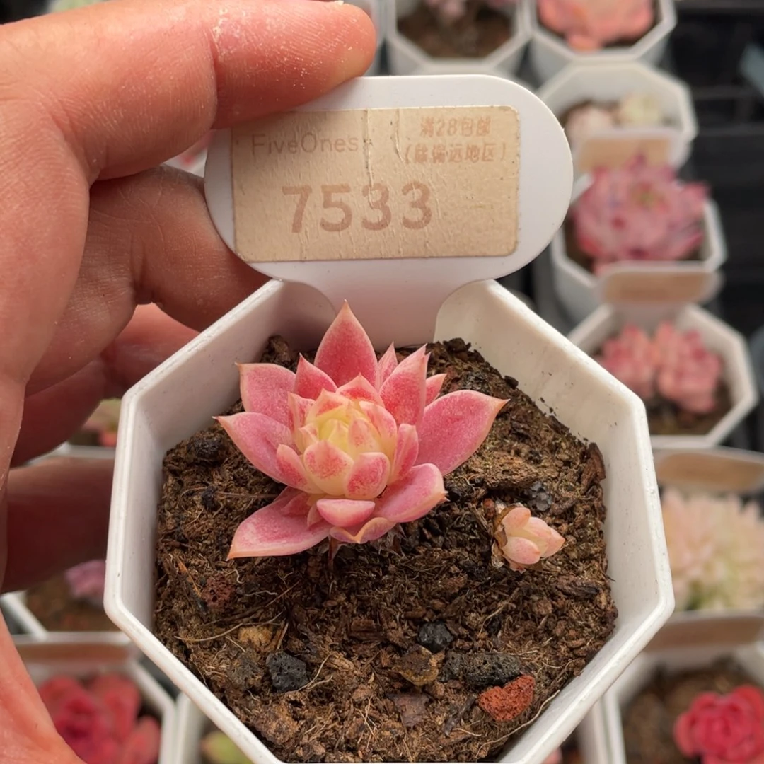 粉蔓莲7533-4厘米
