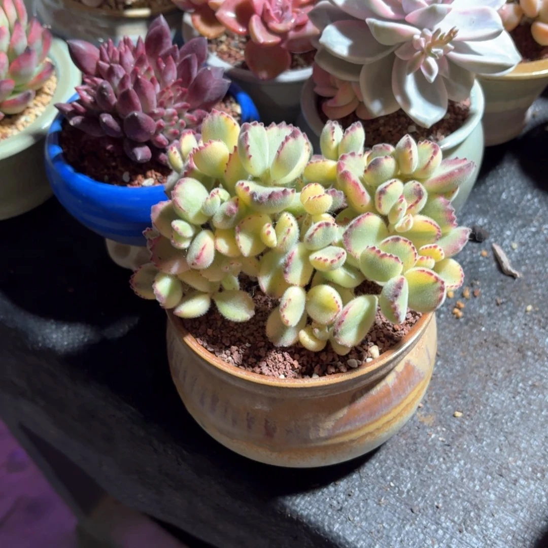 余*?彩虹熊咖色奶罐