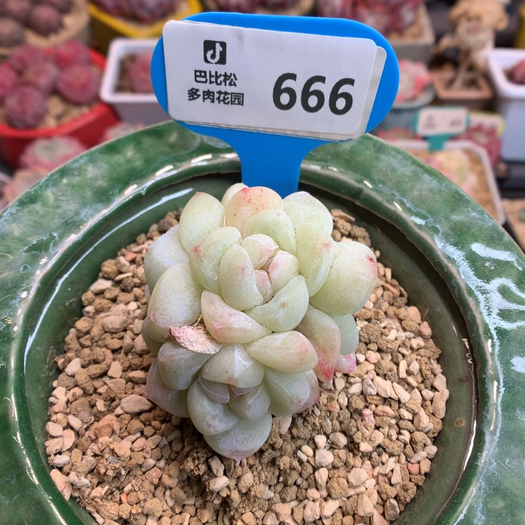 .666 翡翠冰玉多肉