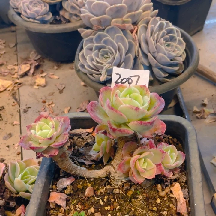 姐*花2007星娜塔