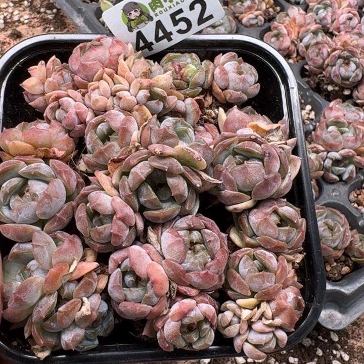 完全开放多肉植物多肉植物