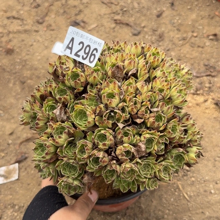 绿膜……多肉植物……
