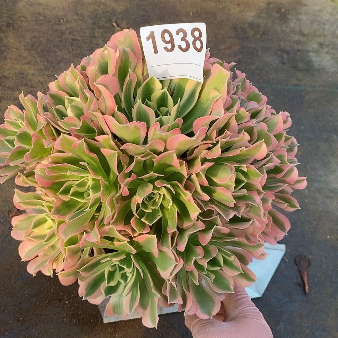 红陶❤️***1938白风雨花石4多肉