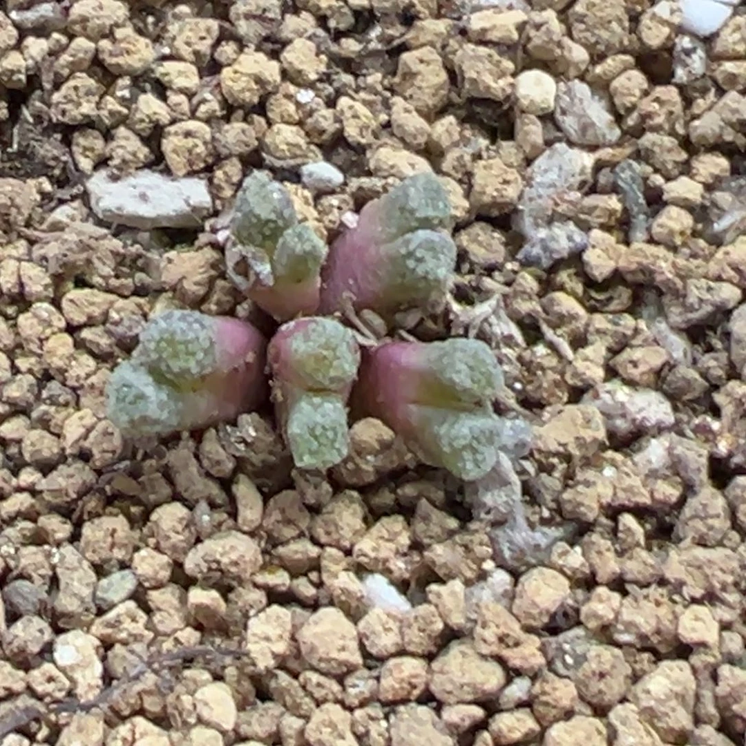 26-104火柴头多肉植物,