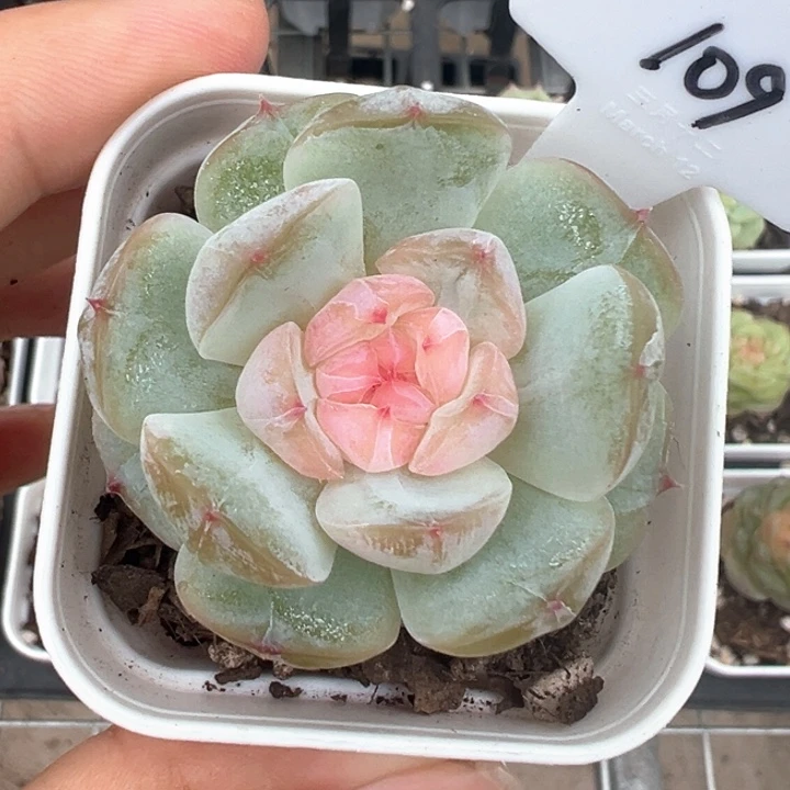 109号混播糖心 晗雨多肉
