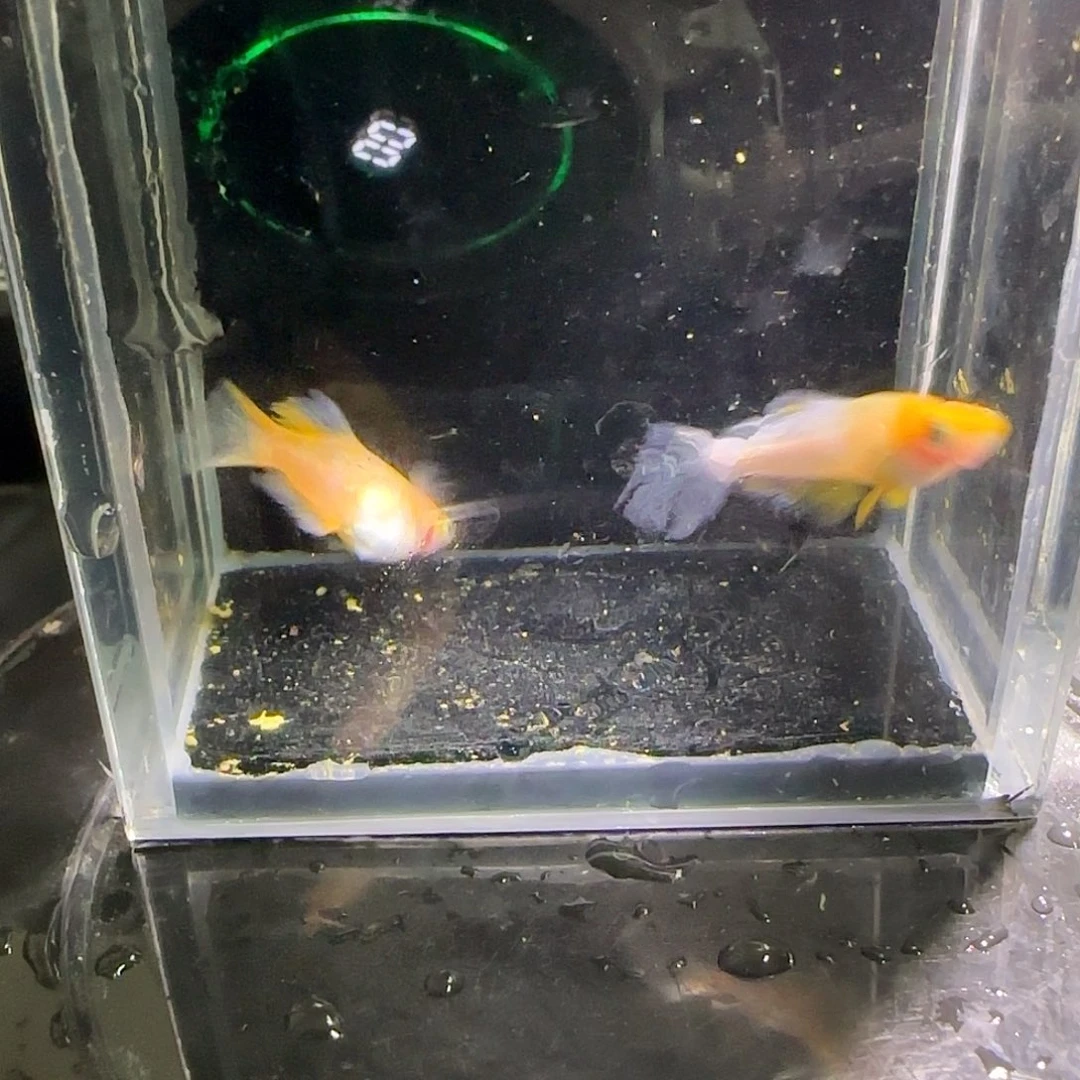 青鳉鱼观背青鱂一物一拍153