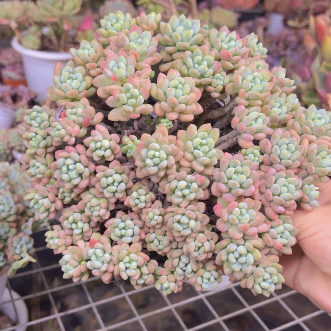 洛可可大盆整装，210杯